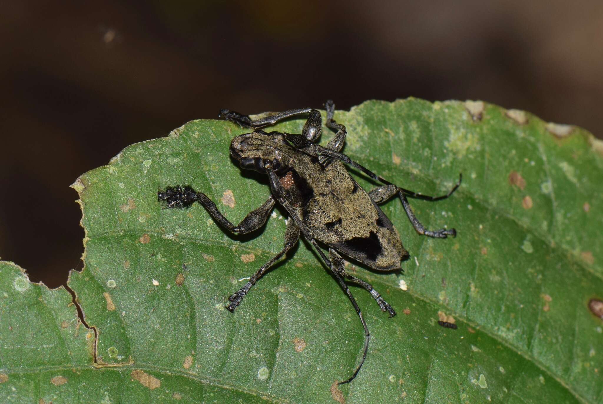 Image of Steirastoma coenosum Bates 1862