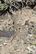 Image of Ruibal's Tree Iguana