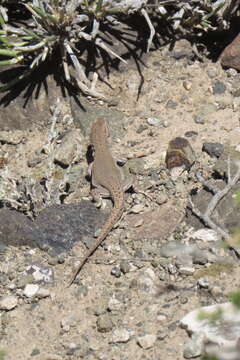 Image of Ruibal's Tree Iguana