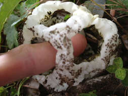 Image of basket fungi