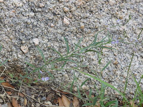 Image of blue milkwort