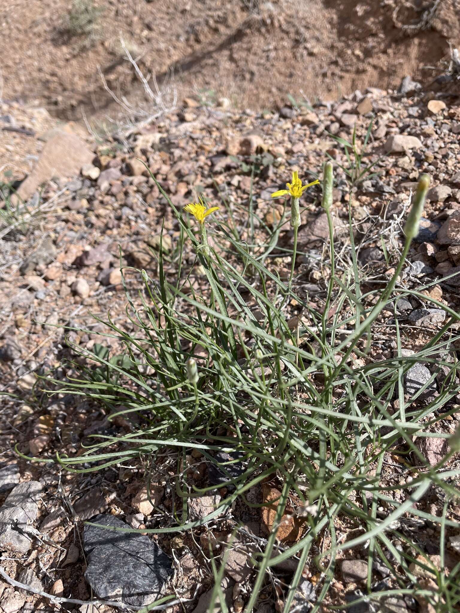 Image of Takhtajaniantha pusilla (Pall.) É. A. Nazarova