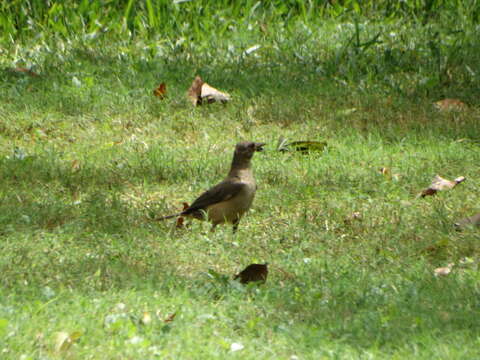 Imagem de Turdus grayi Bonaparte 1838