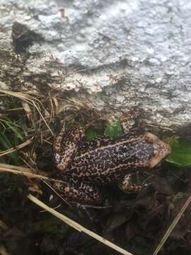 Image of Virgin Islands robber frog