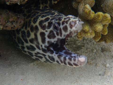 Image of Spotted moray