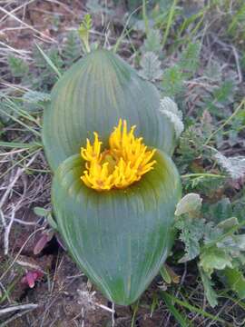 Image de Daubenya capensis (Schltr.) A. M. van der Merwe & J. C. Manning