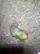 Image of Southern Bobtail Squid