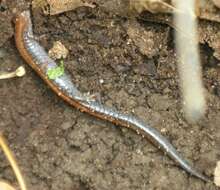 صورة Plethodon cinereus (Green 1818)