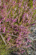 Image of Erica intervallaris var. intervallaris