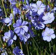 Image de Aristea cuspidata Schinz