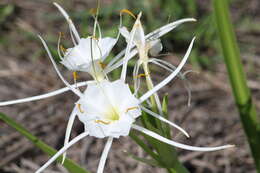 Image of spring spiderlily