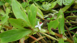 Image of Diodia saponariifolia (Cham. & Schltdl.) K. Schum.