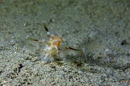 Image of Cavernularia pusilla (Philippi 1835)