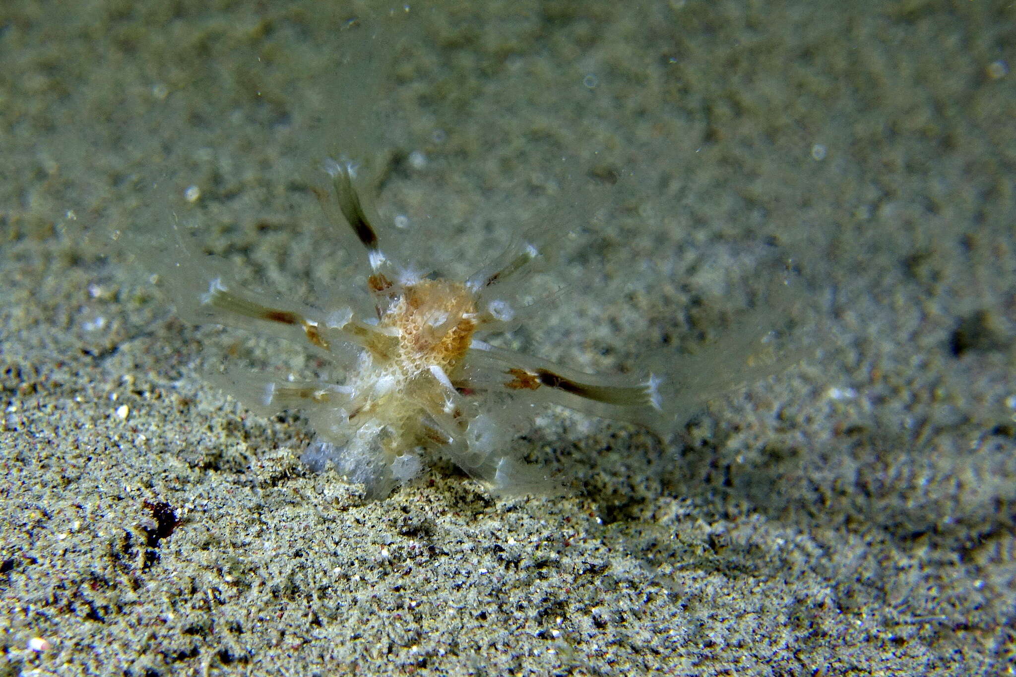 Image of Cavernularia pusilla (Philippi 1835)