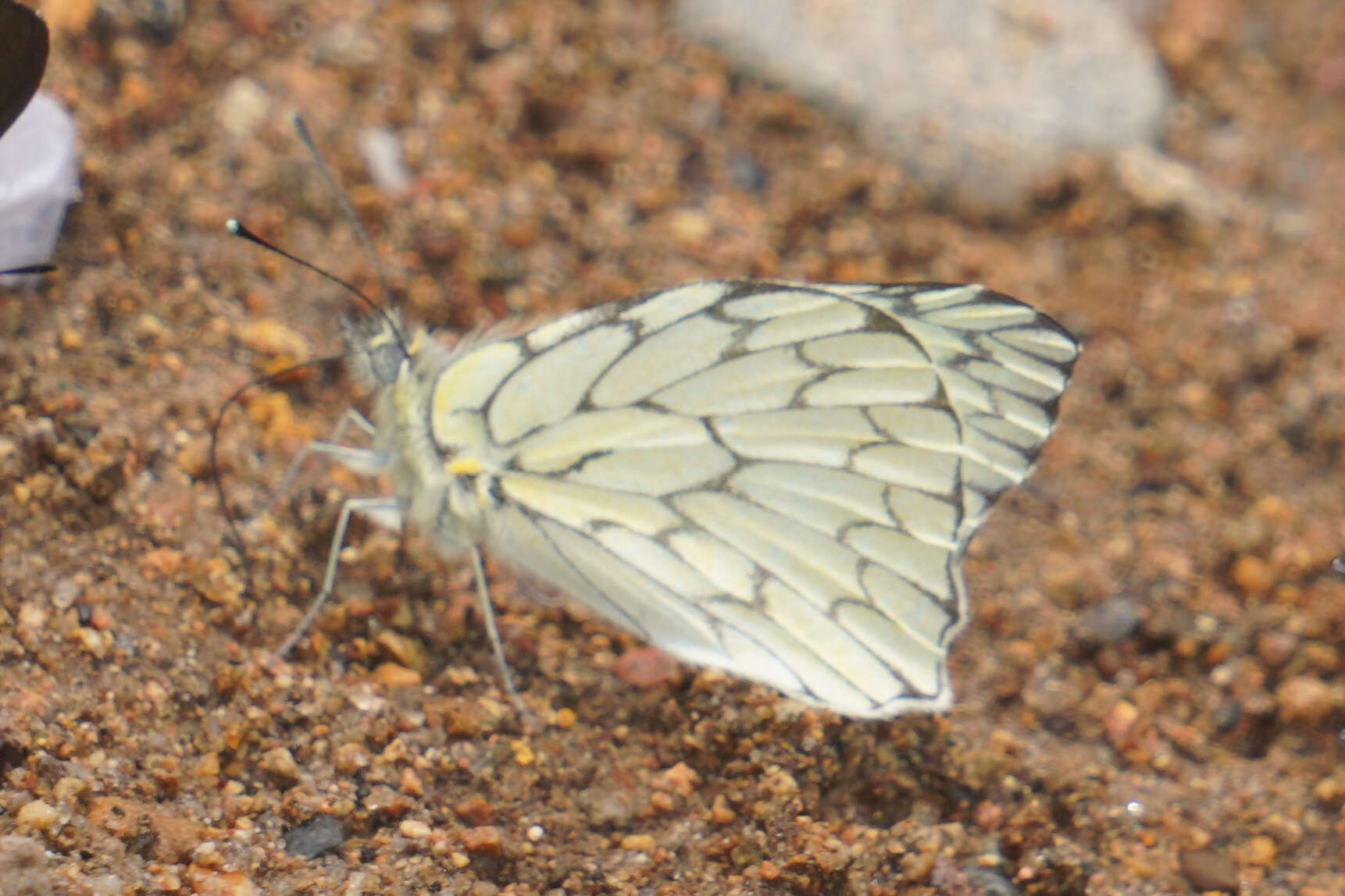 Image of Hesperocharis marchalii (Guérin-Méneville (1844))