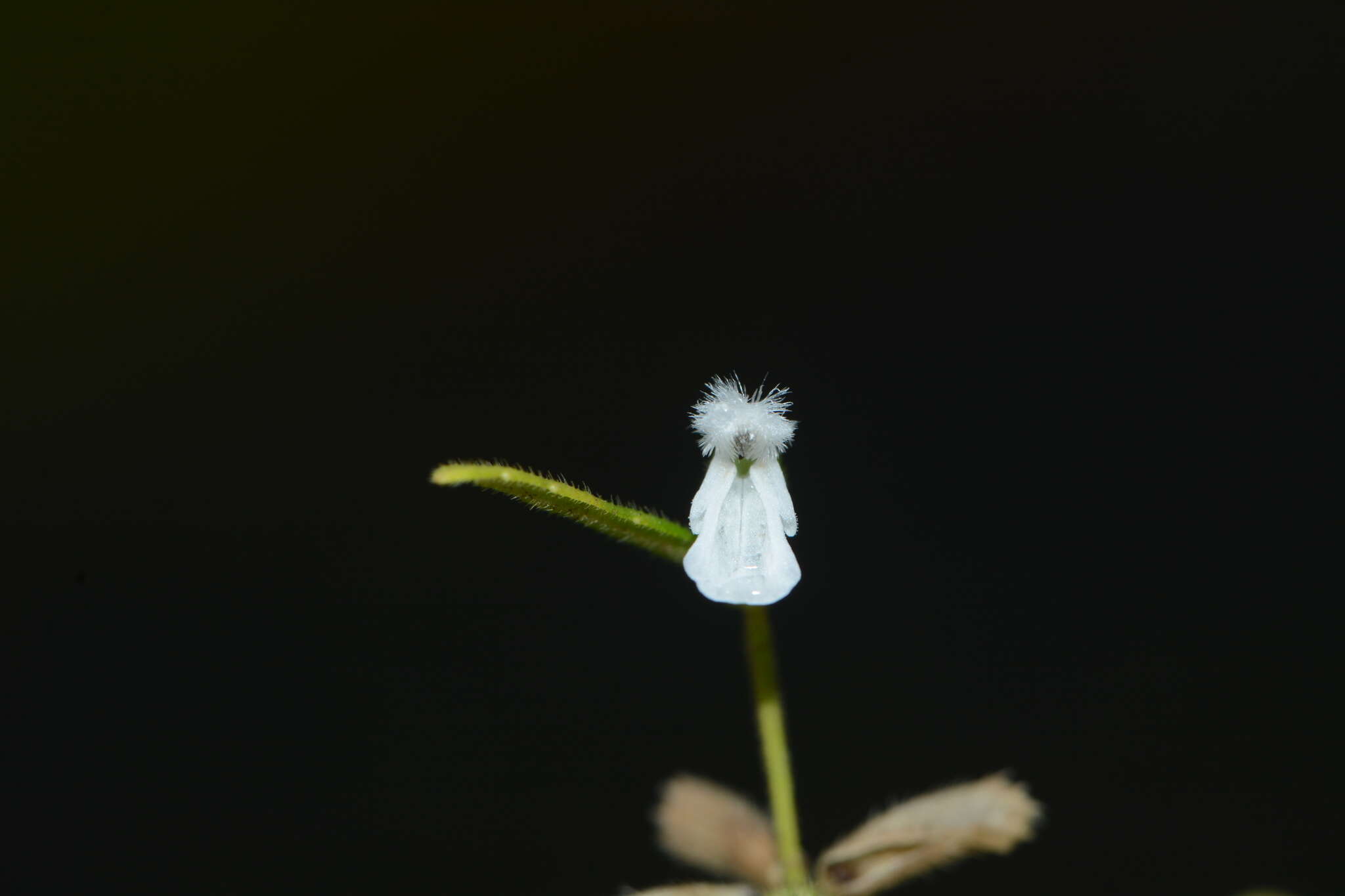 Imagem de Leucas longifolia Benth.