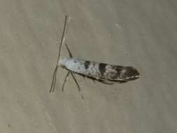 Image of American thuja shoot moth