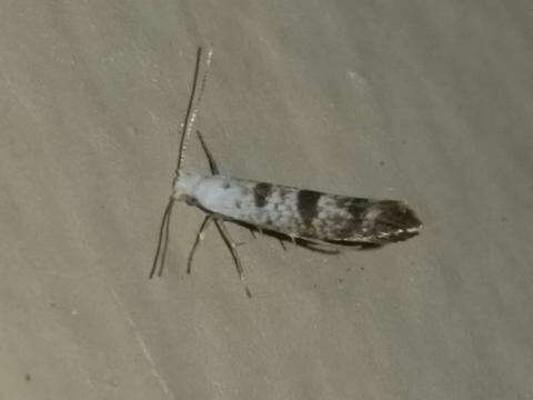 Image of American thuja shoot moth