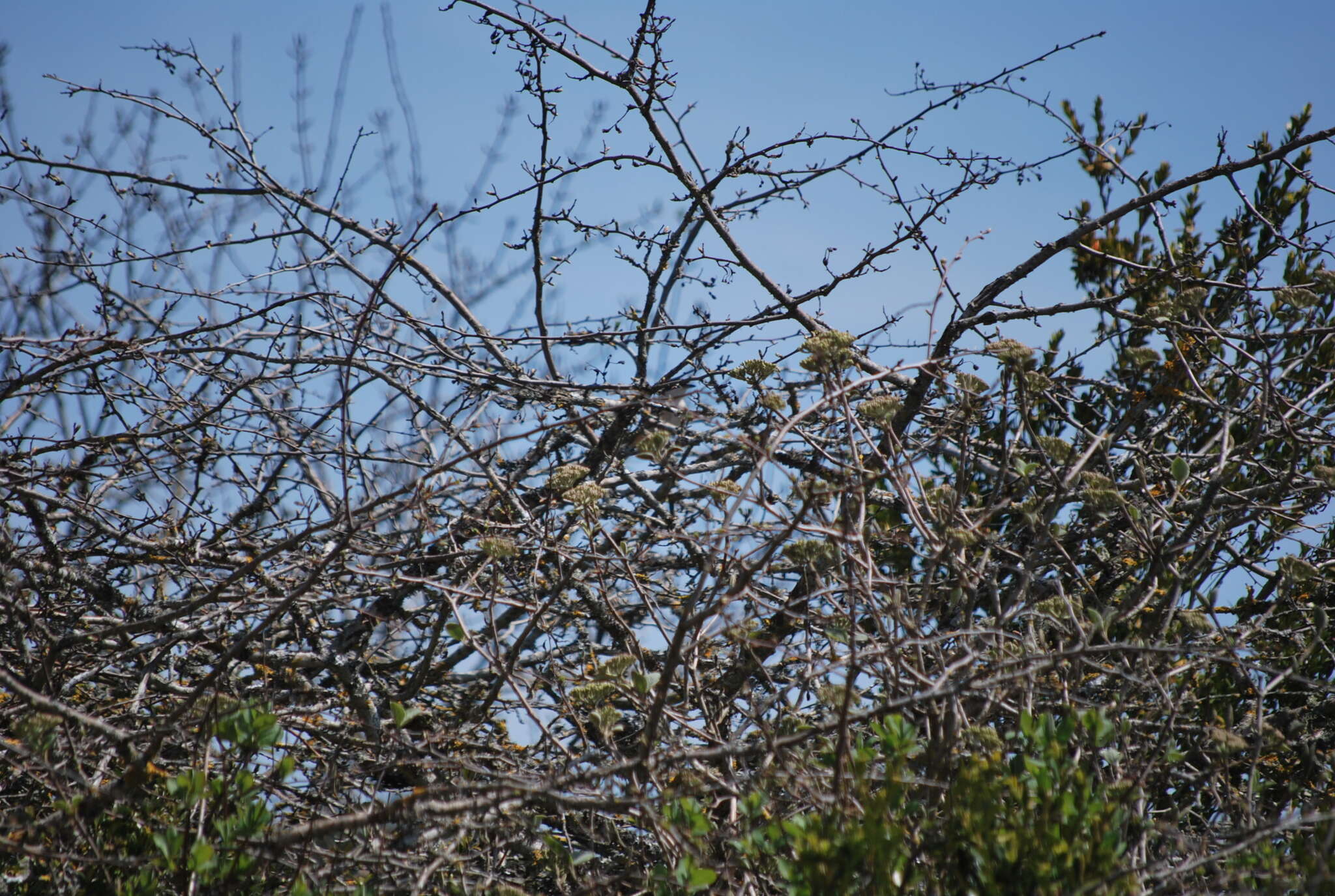 Image of Western Orphean Warbler