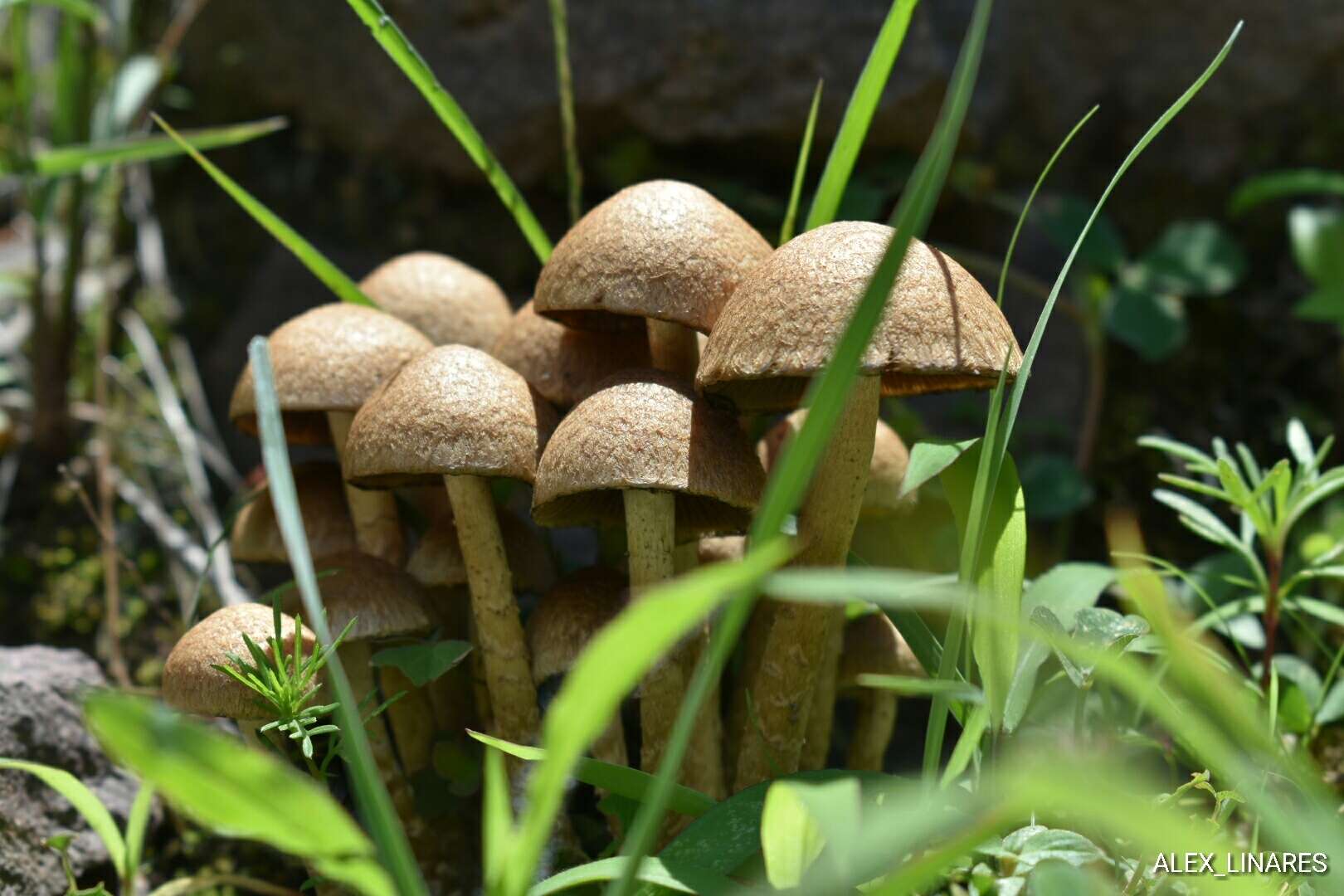 Image de Lacrymaria hypertropicalis (Guzmán, Bandala & Montoya) Cortez 2005