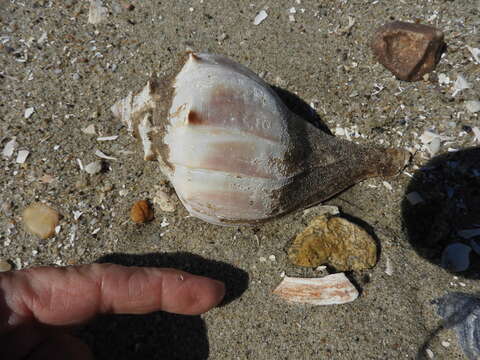 Image of whelks