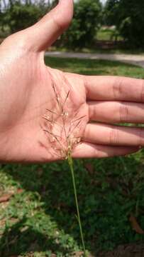 Image of golden false beardgrass