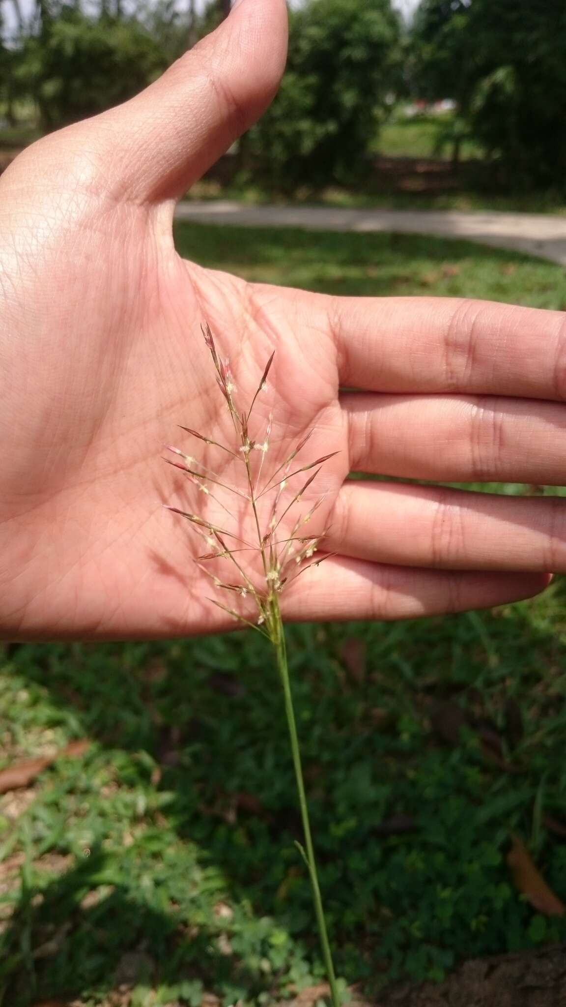 Слика од Chrysopogon aciculatus (Retz.) Trin.