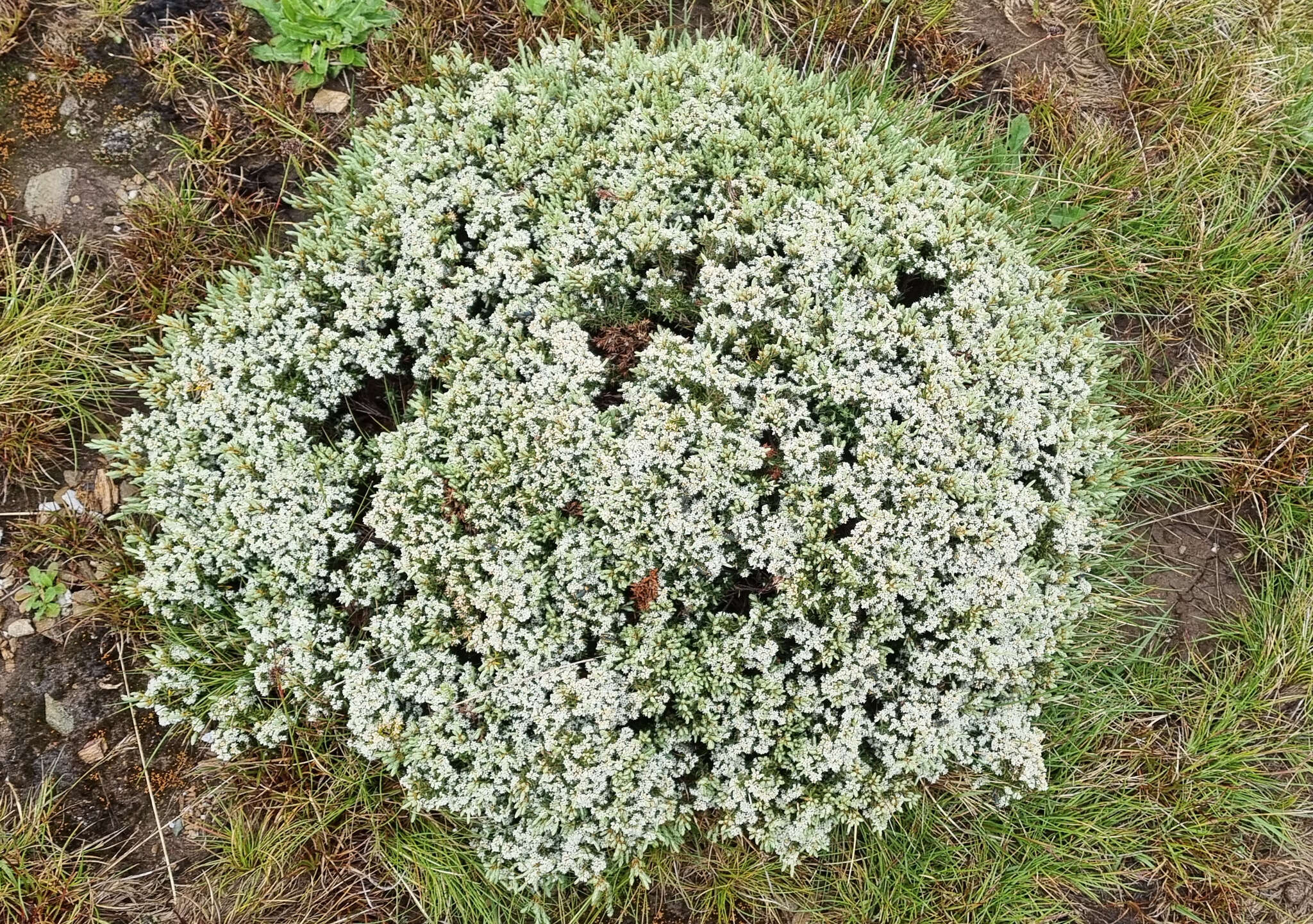 Image of Acrothamnus montanus (R. Br.) Quinn