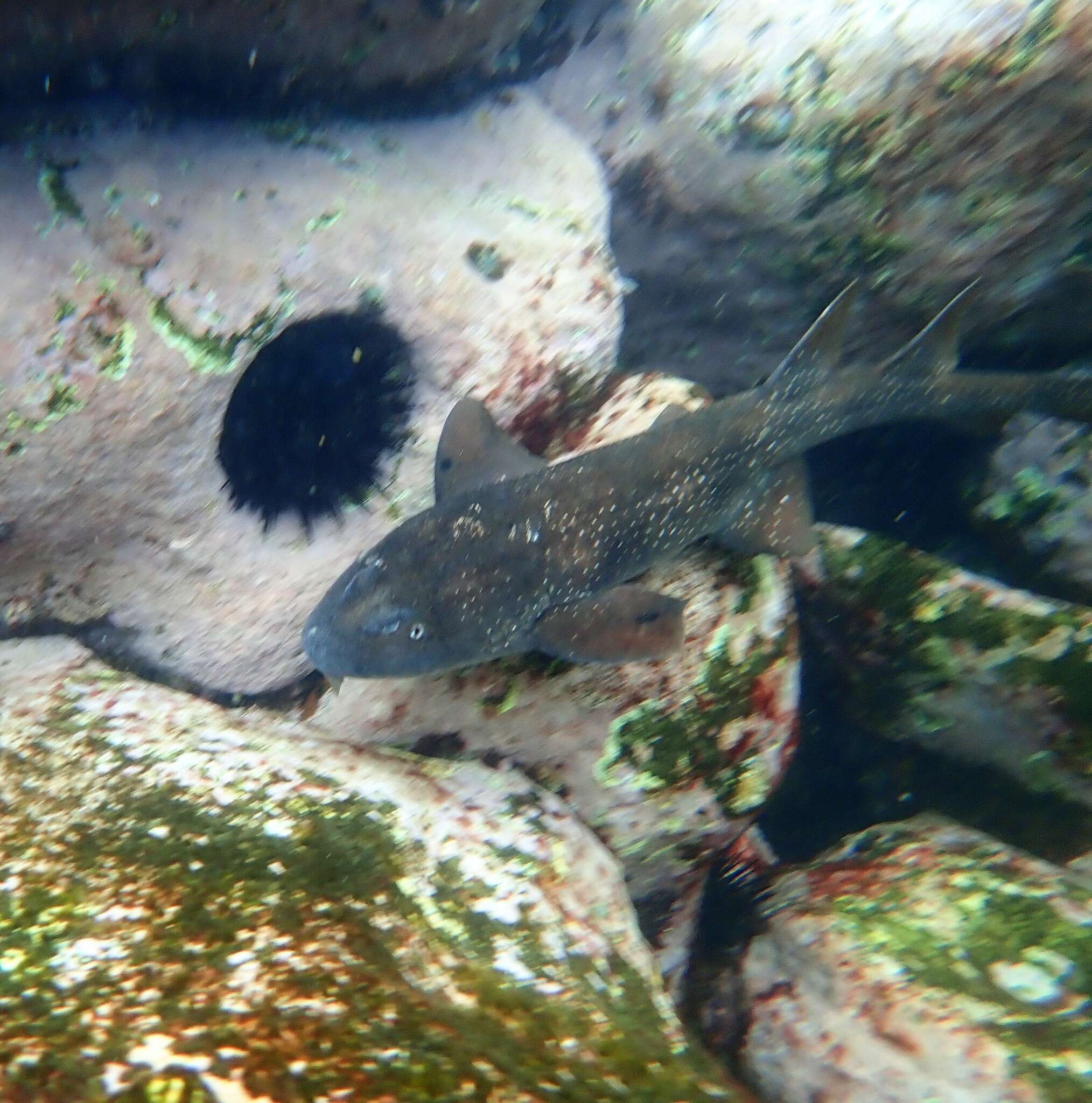 Image of blind sharks