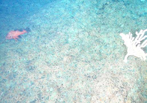 Image of Rougheye rockfish