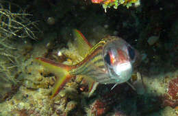 Image of Armed Squirrel-fish