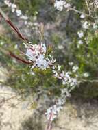 Image of Brachyloma depressum (F. Muell.) Benth.