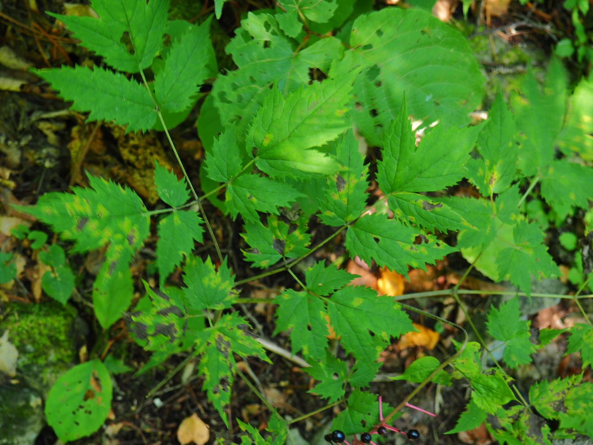 Image of Actaea spicata var. acuminata (Wall. ex Royle) Hara