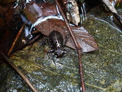 Image of Heliogomphus scorpio (Ris 1912)