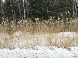 Image of Phragmites australis subsp. australis