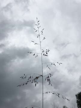 Image of Cumberland Sand-Reed