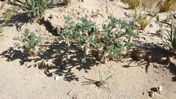 Image of gravel milkvetch