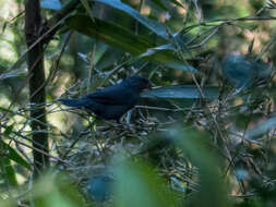 Plancia ëd Haplospiza unicolor Cabanis 1851