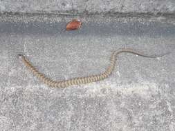 Image of Australian Tiger Snakes