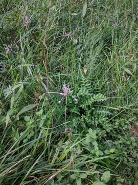 Image of Allium carinatum subsp. carinatum