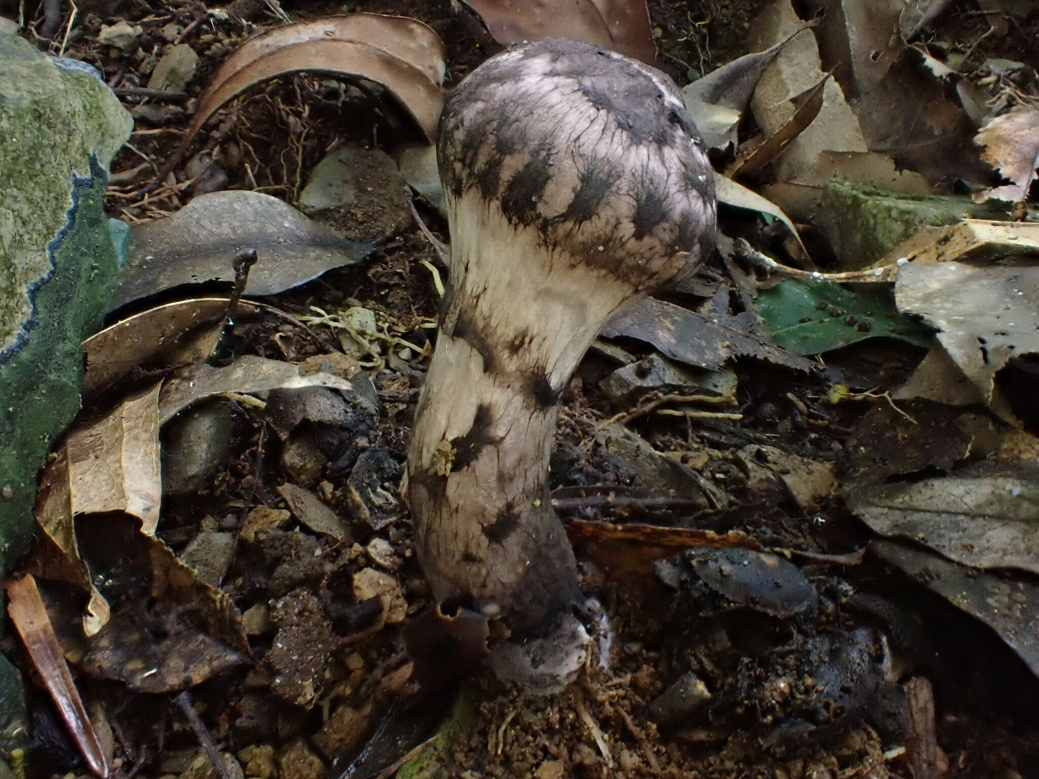 Image of Strobilomyces seminudus Hongo 1983