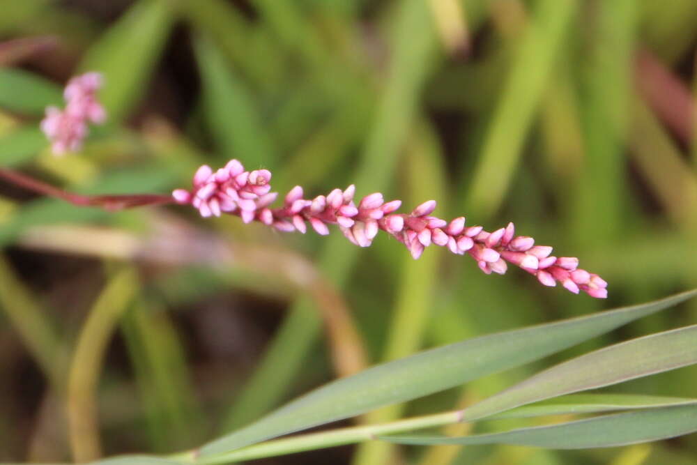 Image of Snake-root