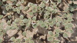 Tiquilia plicata (Torr.) A. Richards. resmi