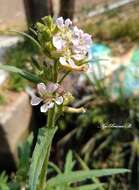 Image of Cuphea angustifolia Jacq. ex Koehne