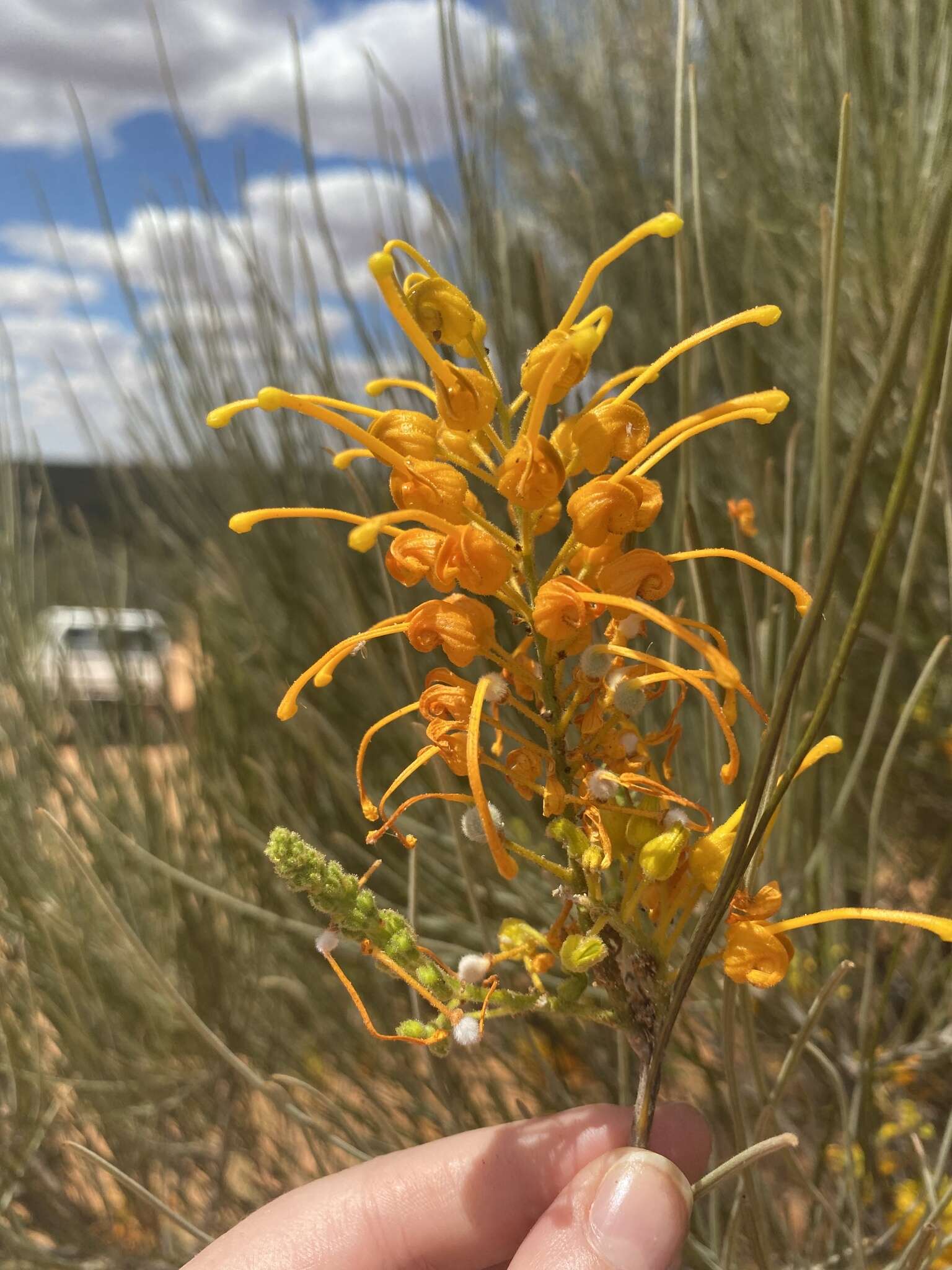 Image of Grevillea juncifolia Hook.