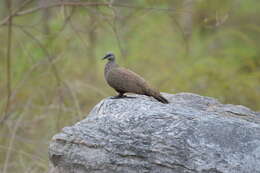 Image of Chestnut-quilled Rock Pigeon