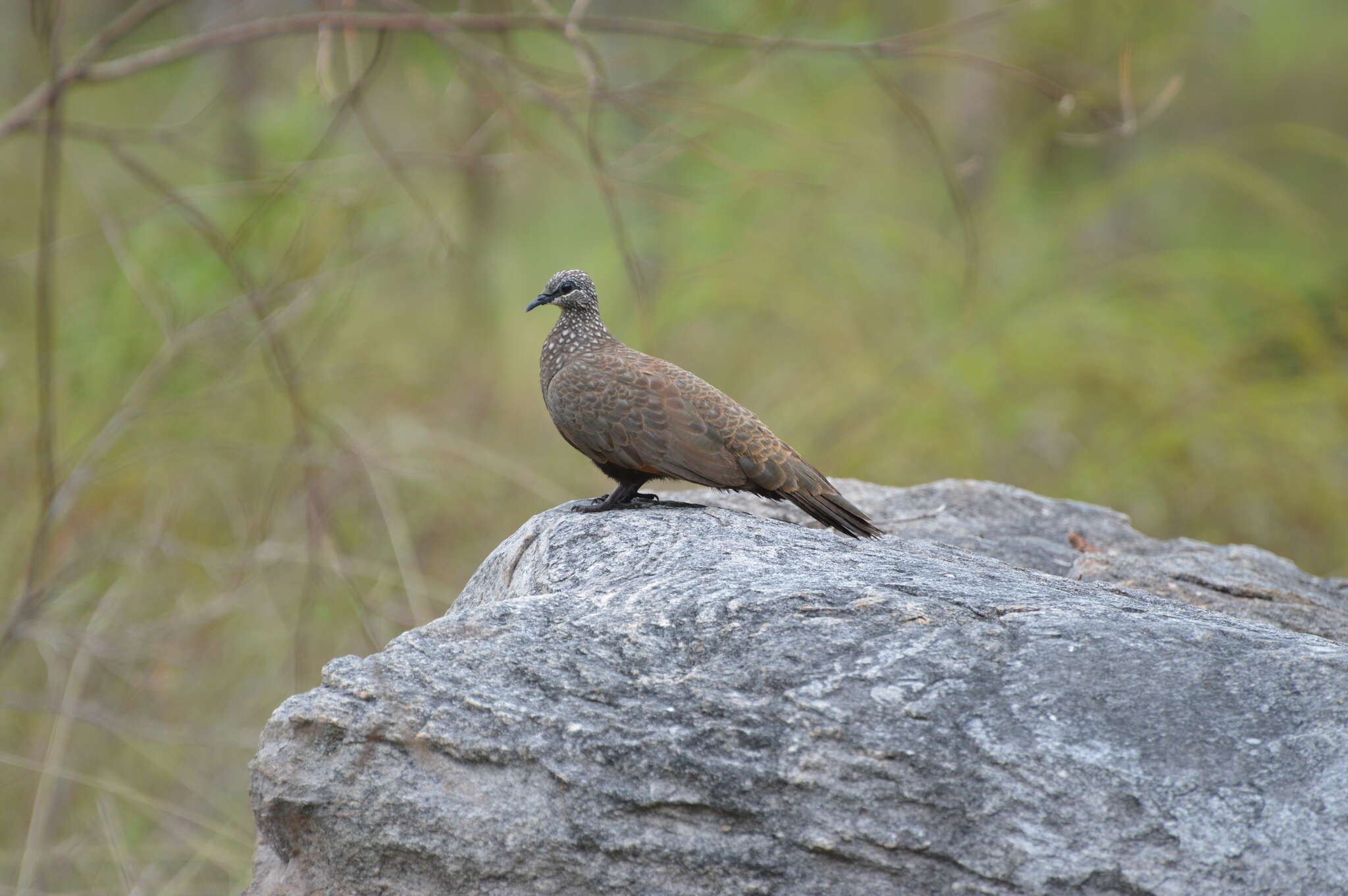 Image of Chestnut-quilled Rock Pigeon