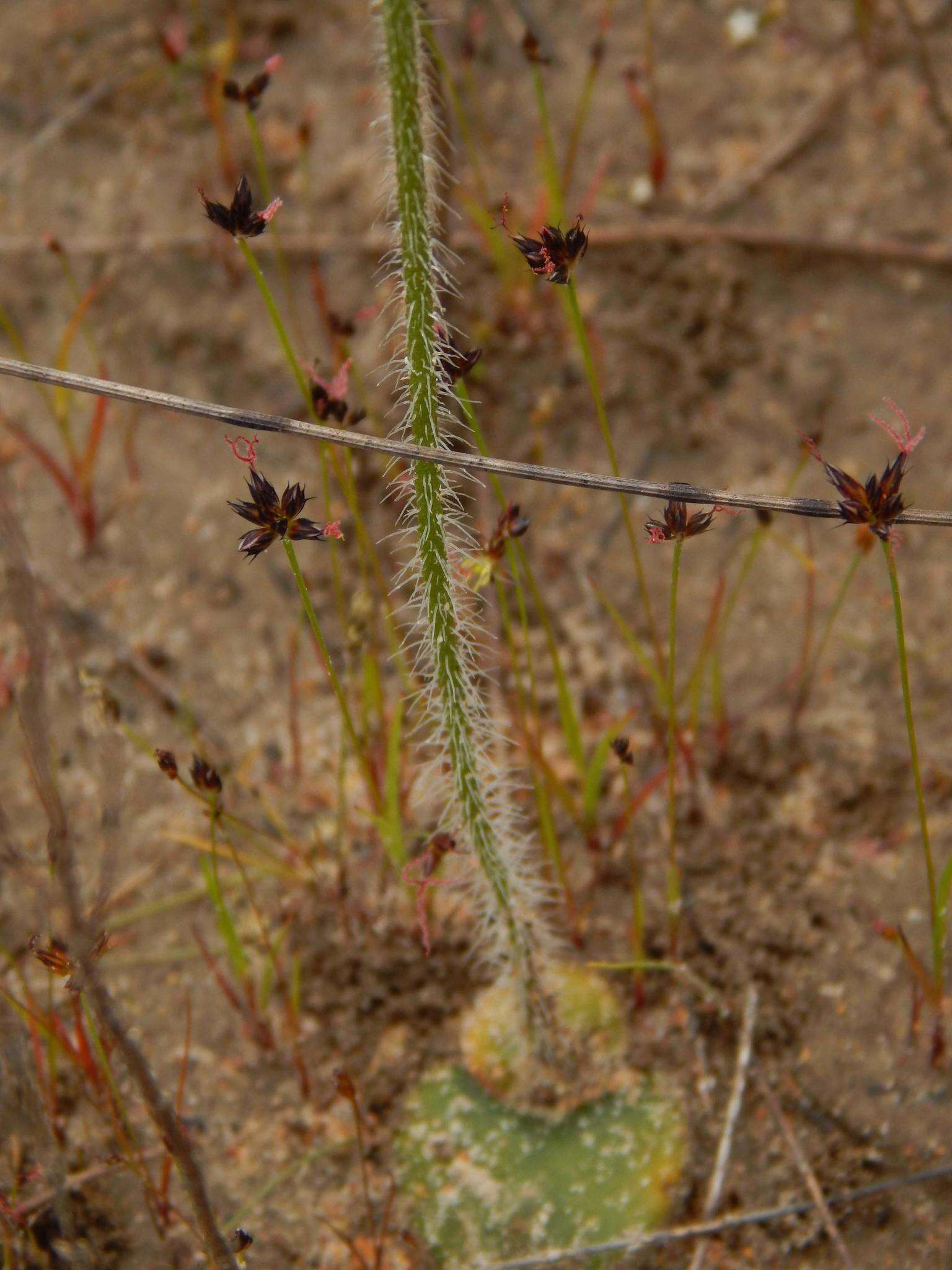 Imagem de Holothrix villosa var. villosa