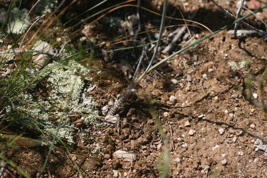 Imagem de Albuca annulata Mart.-Azorín & M. B. Crespo