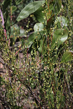 Image of Muehlenbeckia diclina (F. Müll.) F. Mueller.